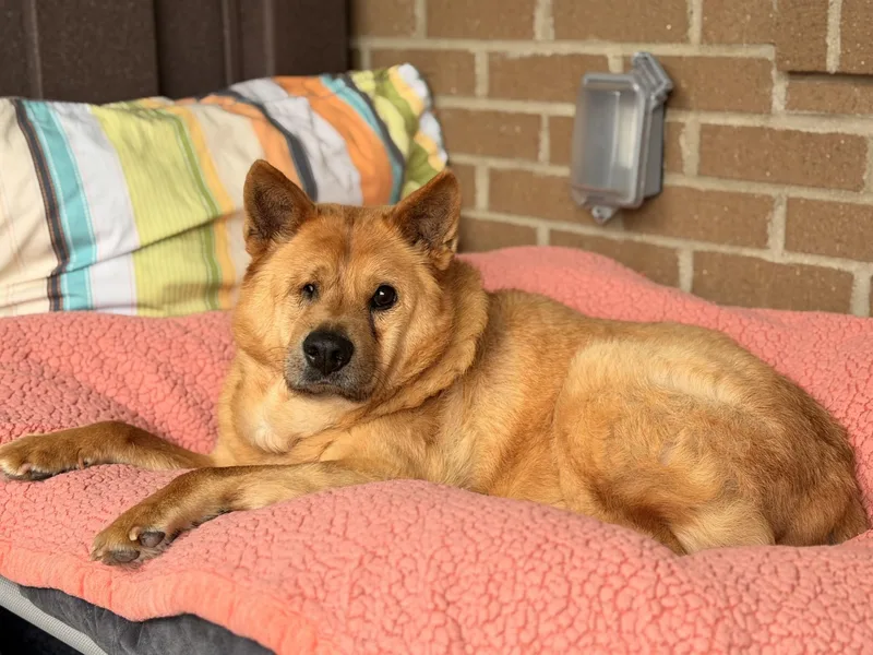 A senior medium-sized male Red / Chestnut / Orange Mixed Breed dog named Hachi for adoption in Mount Juliet, TN