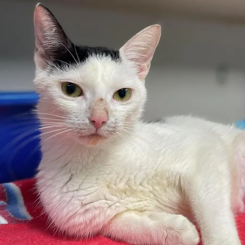 An adult medium-sized female Black Domestic Short Hair cat named Moona for adoption in Newark, NJ