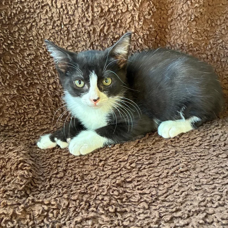 A baby small-sized female Black Domestic Short Hair cat named Pollyanna for adoption in Kerrville, TX