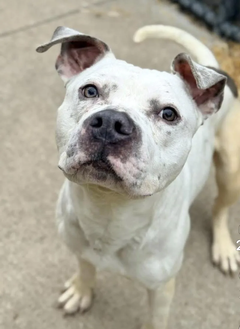 An adult medium-sized male White / Cream Pit Bull Terrier dog named Budino for adoption in Chicago, IL