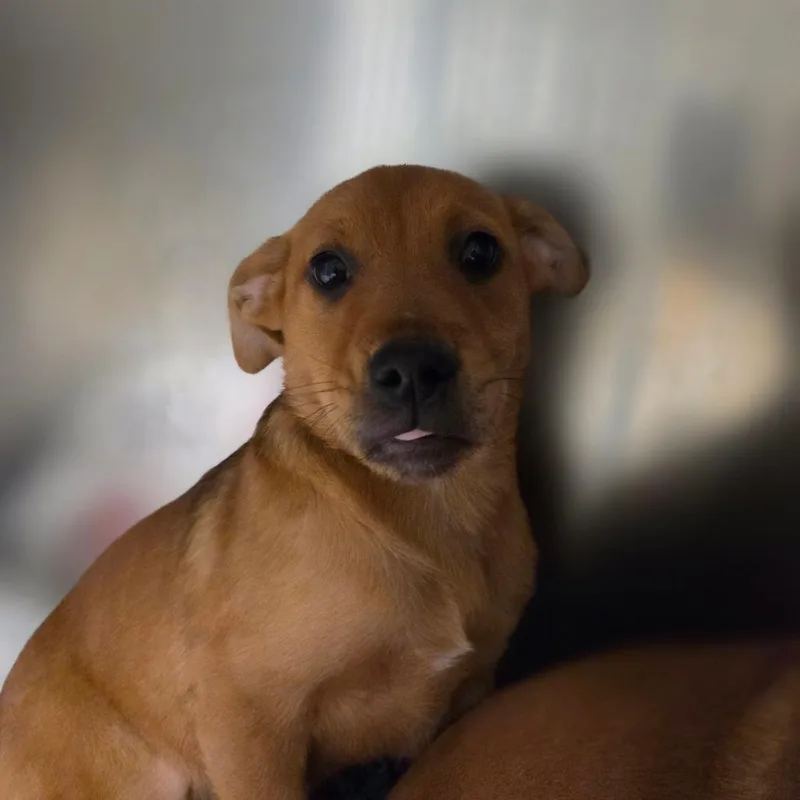 A baby small-sized male Yellow / Tan / Blond / Fawn Mixed Breed dog named Athos for adoption in Charleston, WV