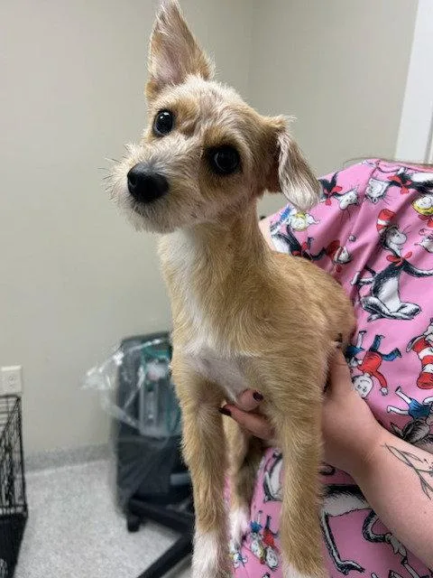 A young medium-sized female Corgi dog named Amber for adoption in Lancaster, PA