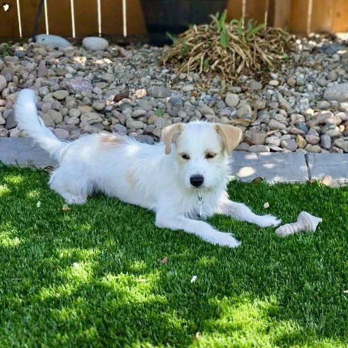 A young small-sized male White / Cream Parson Russell Terrier dog named Jitter for adoption in Mead, CO