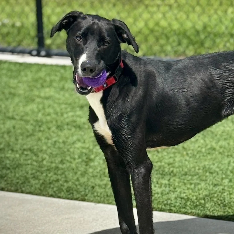 Llama  Llama Pajama thumbnail 2