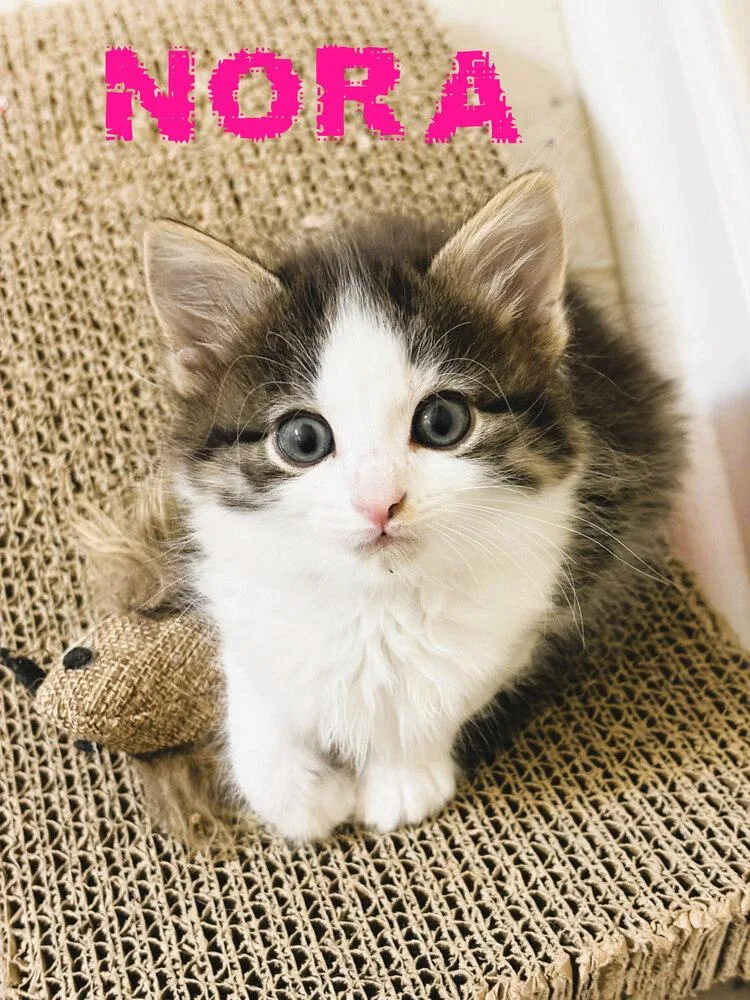 Nora thumbnail 2