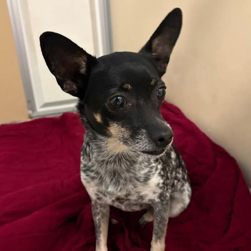 An adult small-sized female Black Chihuahua dog named Svedka for adoption in Binghamton, NY