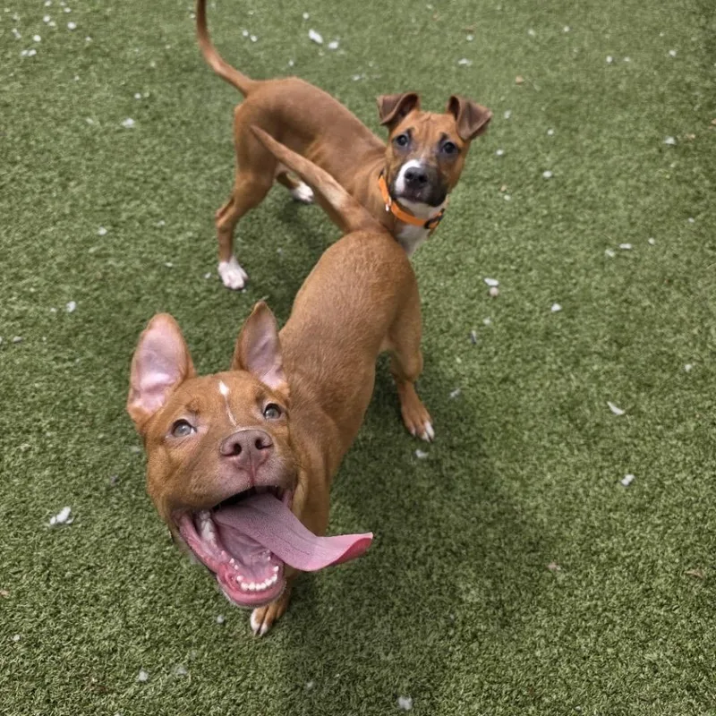 A baby medium-sized female Yellow / Tan / Blond / Fawn Mixed Breed dog named Zorra for adoption in Binghamton, NY