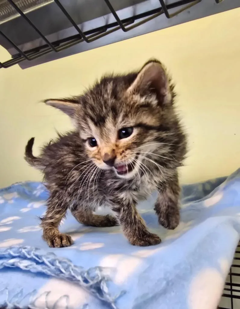 A baby small-sized female Domestic Short Hair cat named Charmin for adoption in Auburn, IN