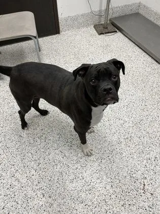 A young small-sized male Mixed Breed dog named Tiny Tim for adoption in Atlanta, GA