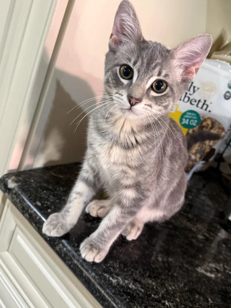 A baby medium-sized male Domestic Short Hair cat named Winston for adoption in San Antonio, TX