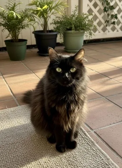 A young small-sized female Domestic Long Hair cat named Sweetie for adoption in Port Saint Joe, FL