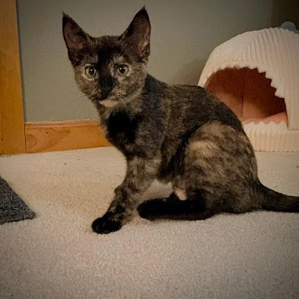 A baby small-sized female Tortoiseshell Domestic Short Hair cat named Annie for adoption in Green Bay, WI