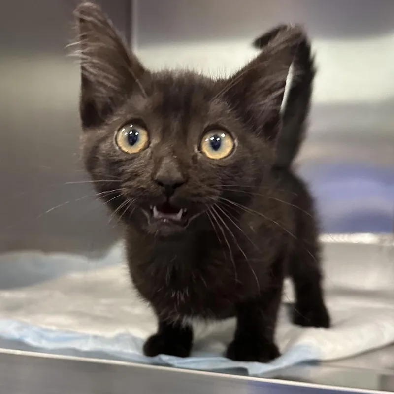 A baby small-sized female Black Domestic Short Hair cat named Boardwalk for adoption in Greensboro, NC