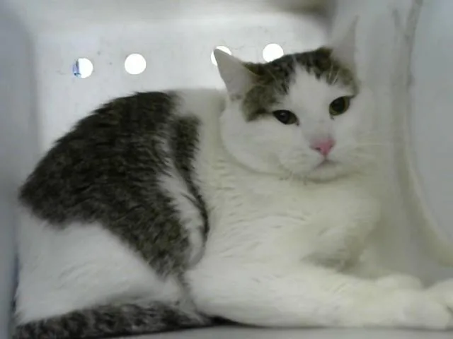 A young medium-sized male Domestic Short Hair cat named Peach for adoption in Albuquerque, NM