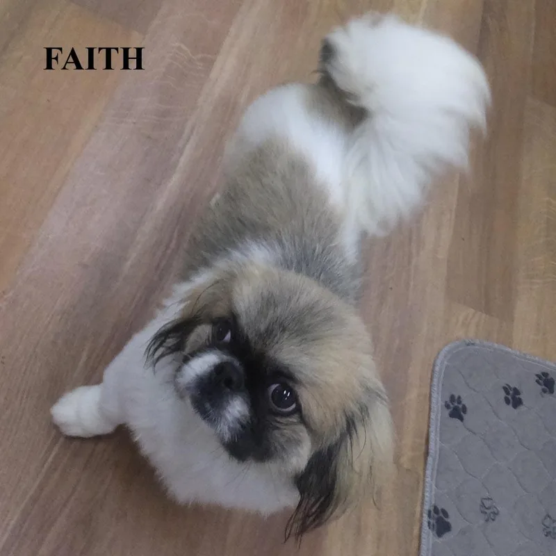 A young small-sized female Black Pekingese dog named Deanna Faith Jeannie for adoption in Trufant, MI