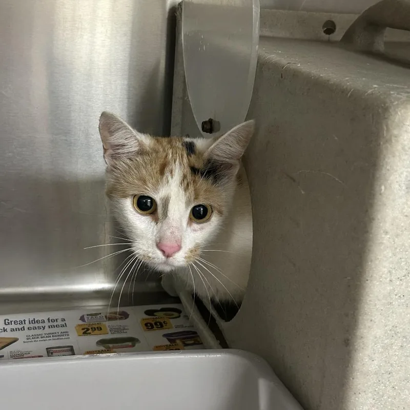 An adult medium-sized female Calico Domestic Short Hair cat named Trapped  Wheelers Church for adoption in Roxboro, NC