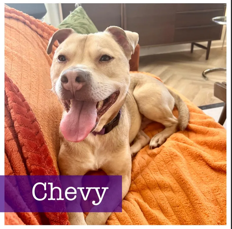 An adult medium-sized male Apricot / Beige Yellow Labrador Retriever dog named Chevy for adoption in Cumming, GA