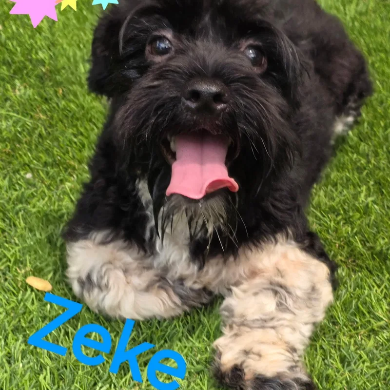 Zeke thumbnail 3