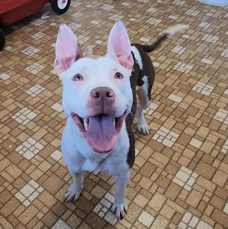 A young medium-sized female White / Cream Pit Bull Terrier dog named Pyper for adoption in Eureka, IL
