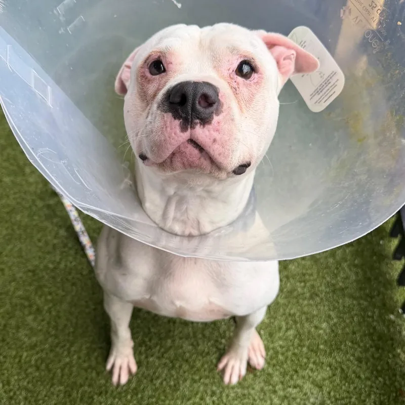 An adult medium-sized male White / Cream Mixed Breed dog named Ghost for adoption in West Palm Beach, FL