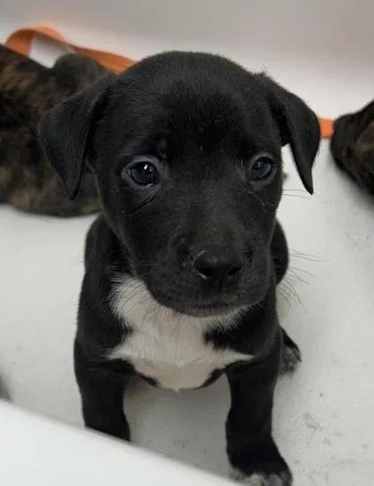 A baby medium-sized male Terrier dog named Cyrus for adoption in East Brookfield, MA