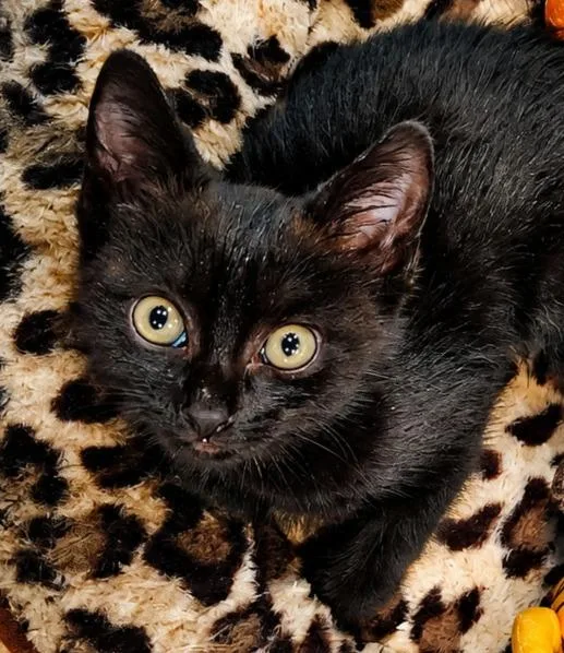 A baby small-sized male Domestic Short Hair cat named Cletus for adoption in Labelle, FL