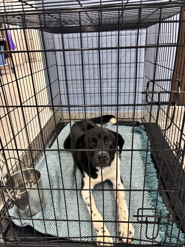 A young large-sized male Black Labrador Retriever dog named Flash for adoption in Georgetown, OH