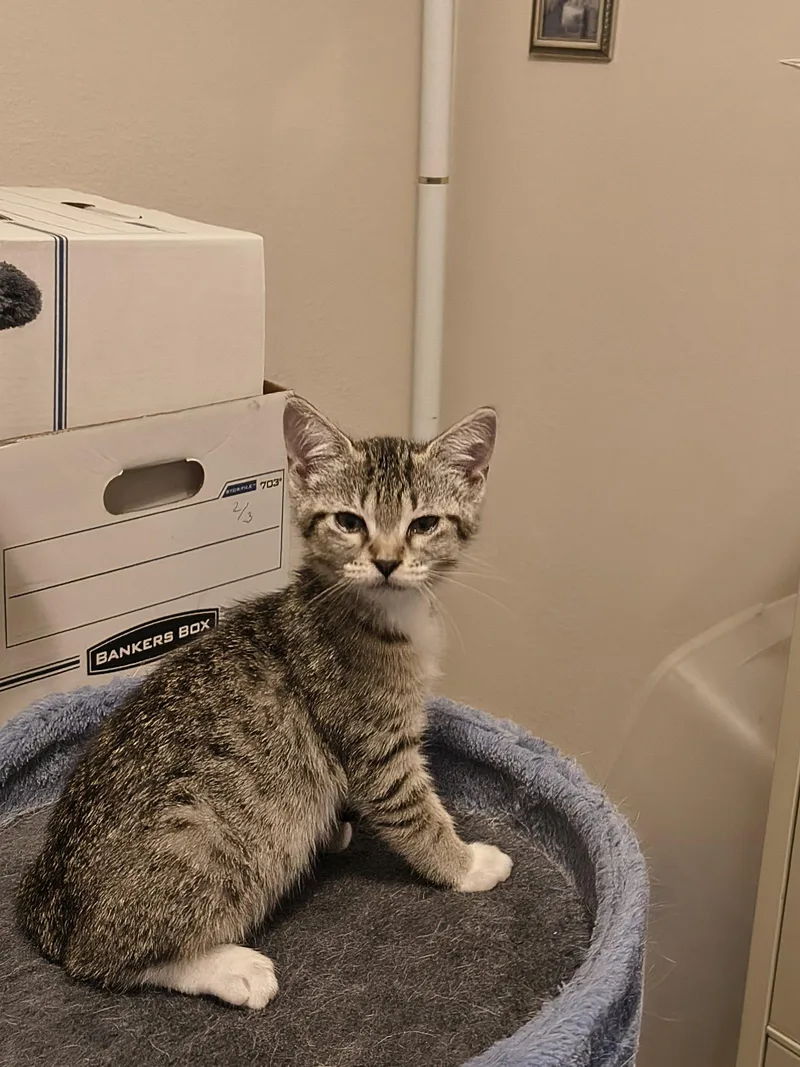 A baby medium-sized male Tiger cat named Ramsey for adoption in Wesley Chapel, FL