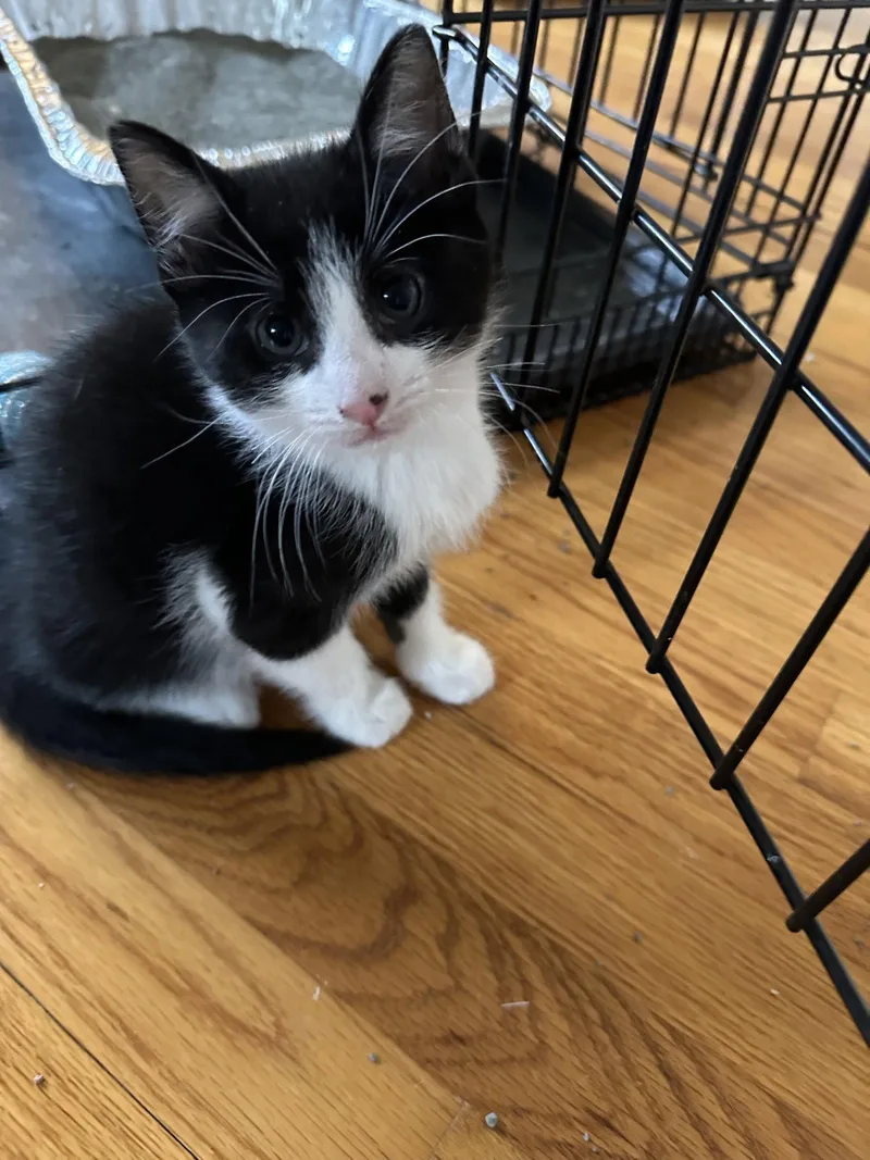 A baby medium-sized male Black & White / Tuxedo Domestic Short Hair cat named Empire for adoption in Naugatuck, CT