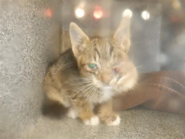 A baby small-sized female Domestic Short Hair cat named Cassie for adoption in San Jose, CA