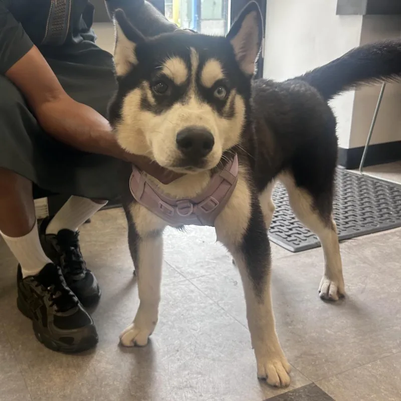 An adult medium-sized male Black Husky dog named Chestnut for adoption in Philadelphia, PA