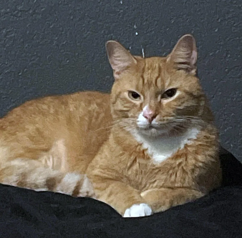 An adult medium-sized male Tabby cat named BOLT and GARFIELD for adoption in Hillsboro, OR