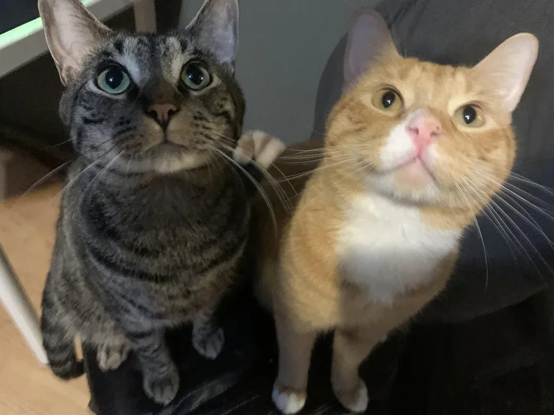 BOLT and GARFIELD  thumbnail 2