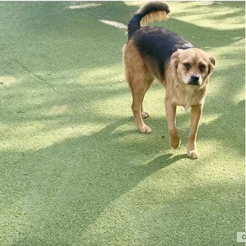 Tavistock thumbnail 2