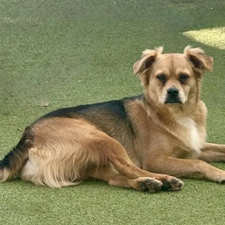 Tavistock thumbnail 3