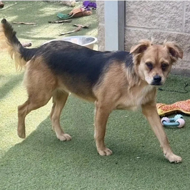 Tavistock thumbnail 4