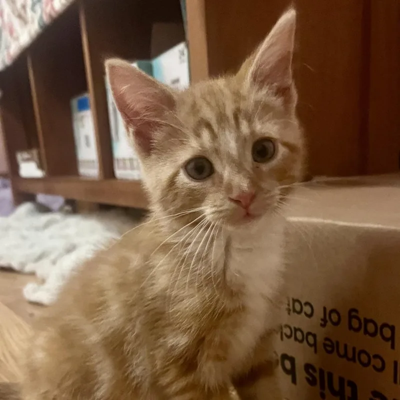 A baby small-sized male Orange / Red Domestic Short Hair cat named Burrito for adoption in Evanston, IL