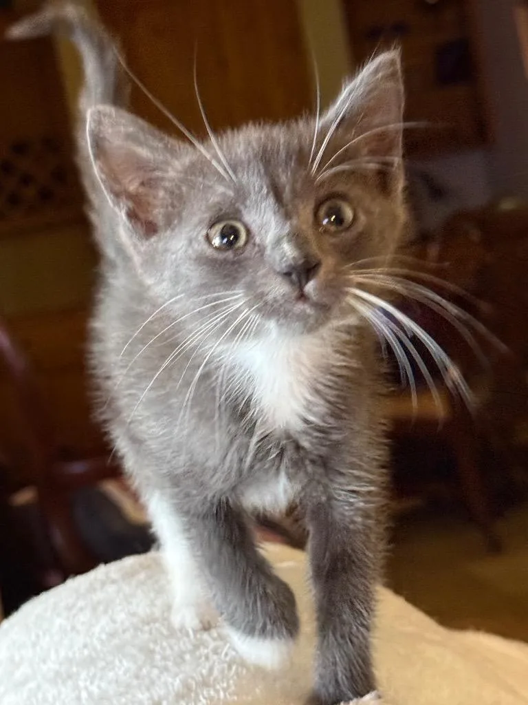A baby medium-sized male Domestic Short Hair cat named Mittens for adoption in Saint Francisville, LA