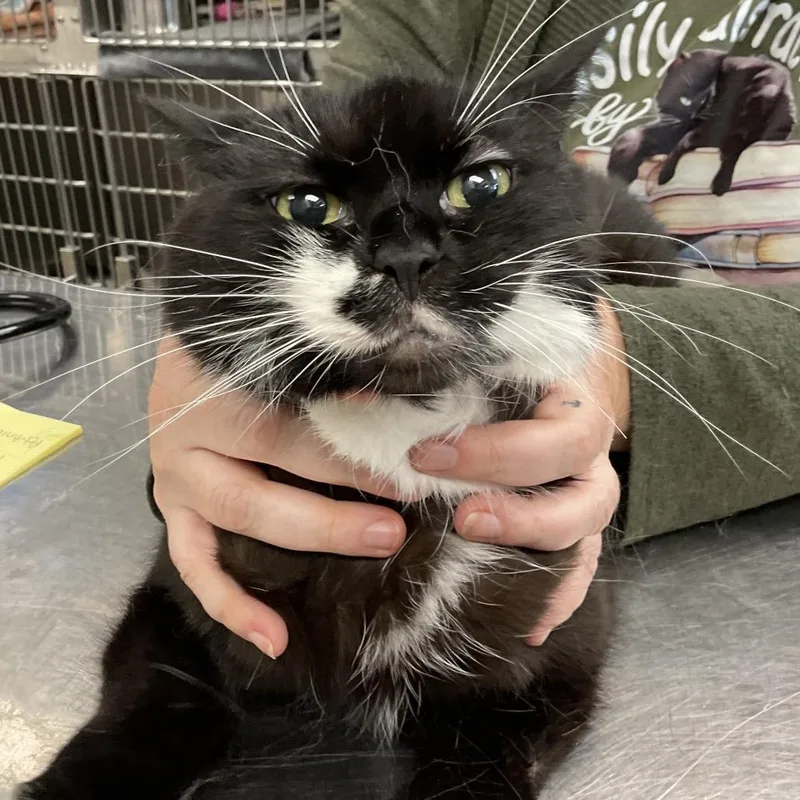 An adult medium-sized female Black Domestic Short Hair cat named Maggie for adoption in Hamburg, NY