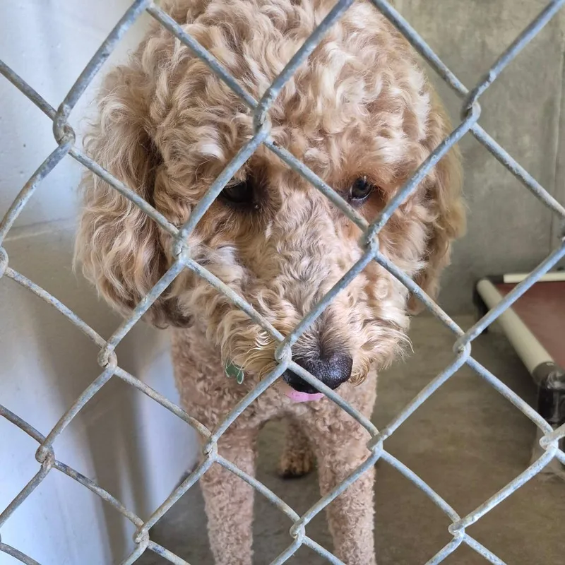 An adult small-sized male White / Cream Mixed Breed dog named Archie for adoption in Lake Panasoffkee, FL