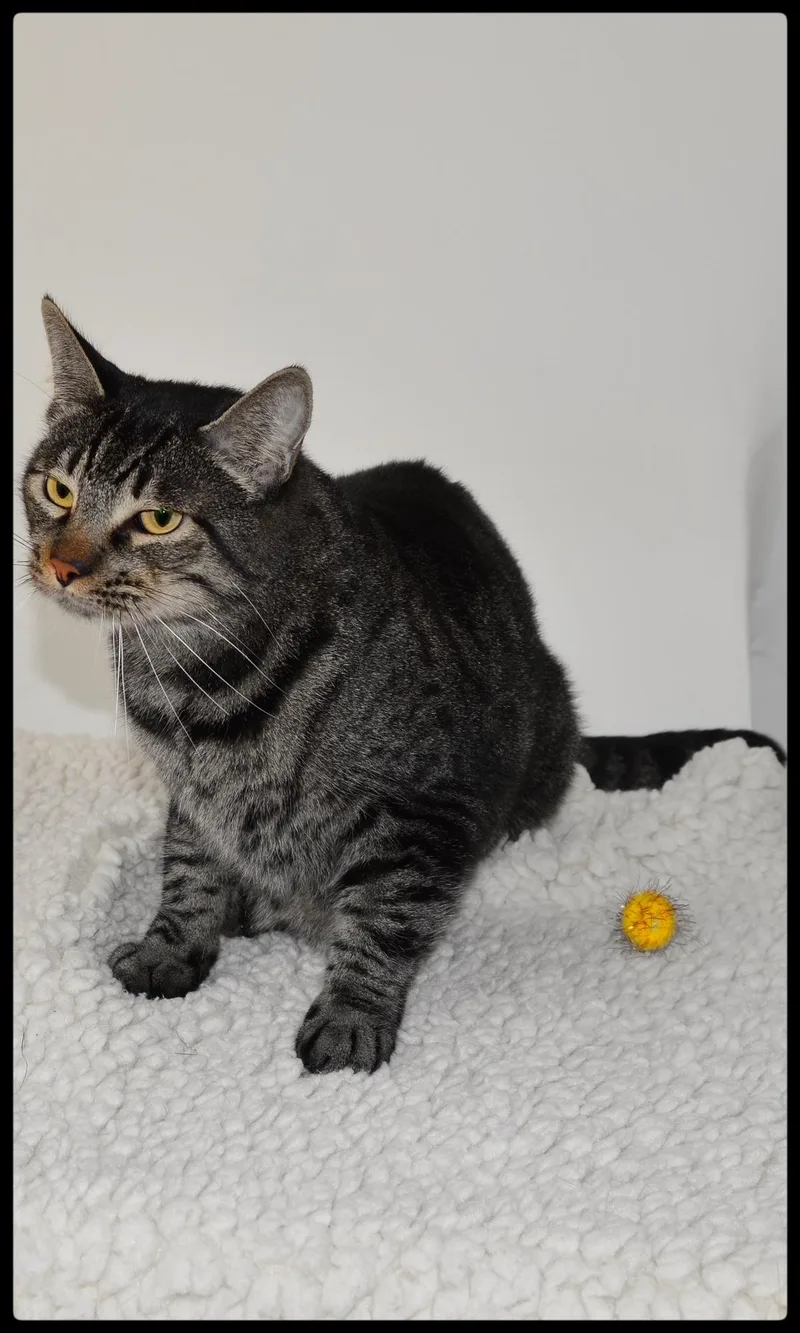 An adult small-sized male Domestic Short Hair cat named Bran A for adoption in San Andreas, CA