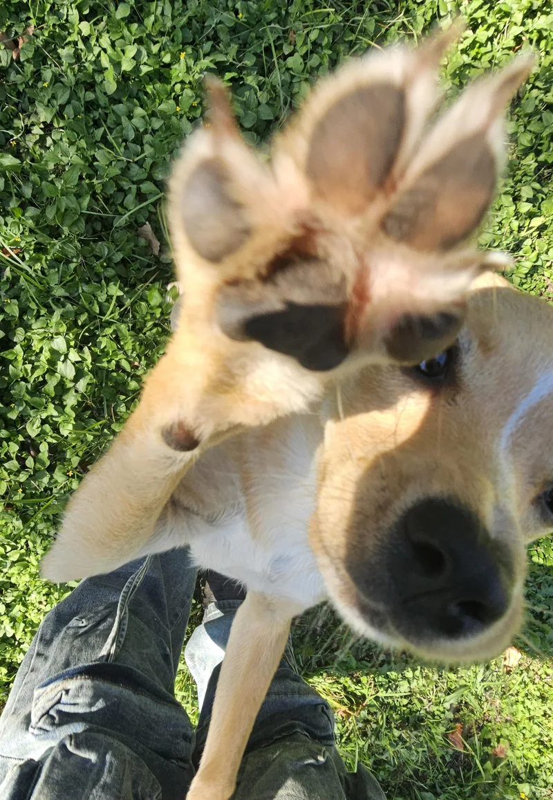 A baby small-sized female Golden Chiweenie dog named Raven for adoption in Dallas, TX