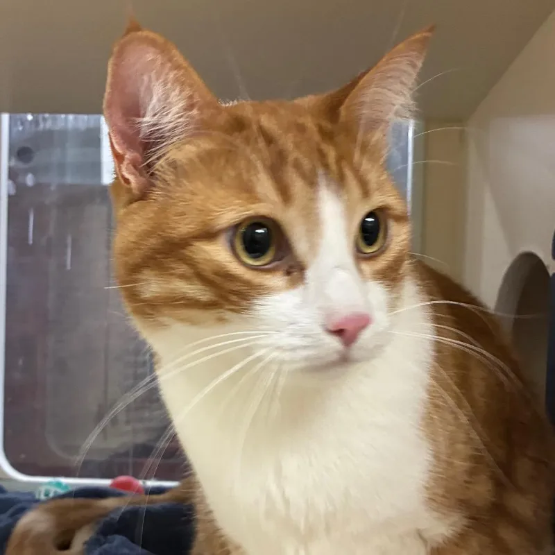 An adult extra large-sized male Orange / Red Domestic Short Hair cat named Chuckie for adoption in Yuma, AZ