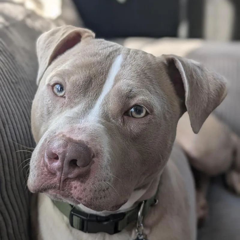 An adult medium-sized male Gray / Blue / Silver Pit Bull Terrier dog named Lyle for adoption in Prior Lake, MN