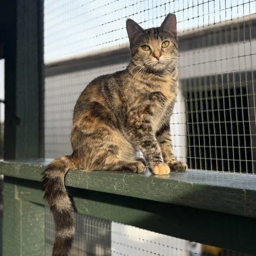 Buttercup thumbnail 2