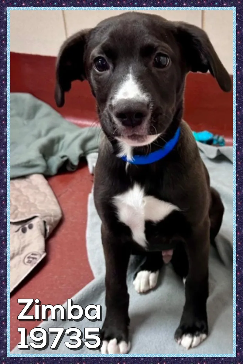 A baby small-sized female Black Labrador Retriever dog named Zimba for adoption in Marietta, GA