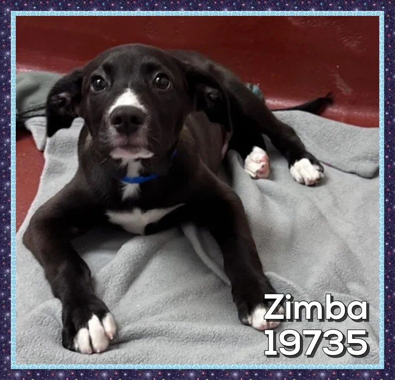 Zimba thumbnail 3