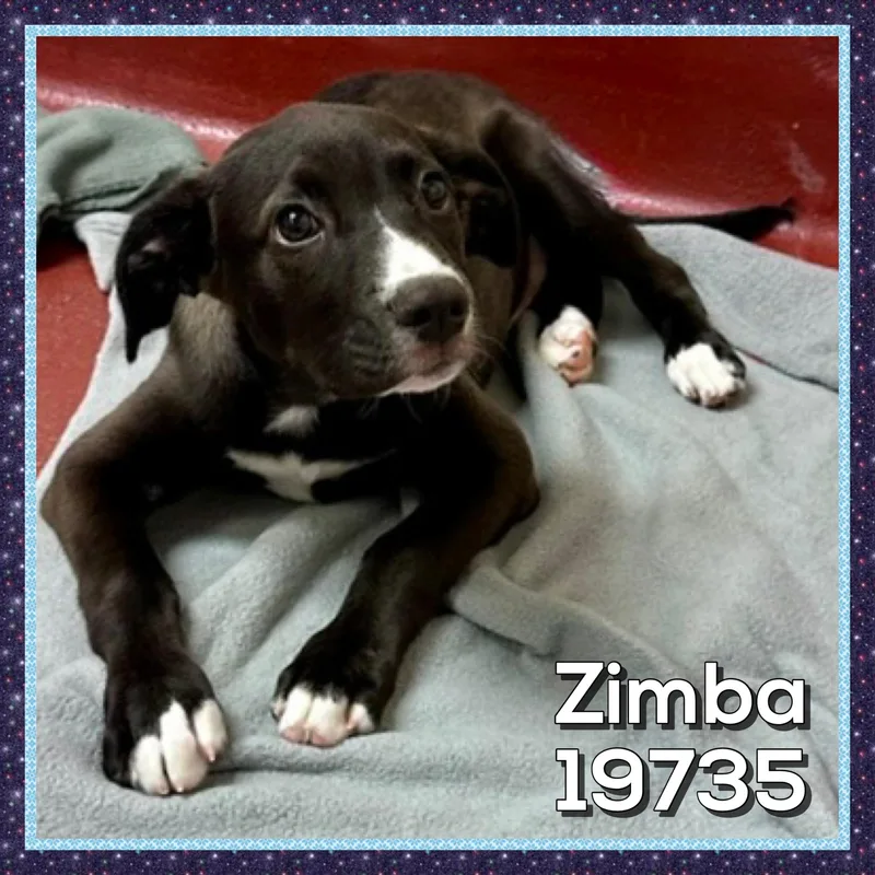 Zimba thumbnail 4
