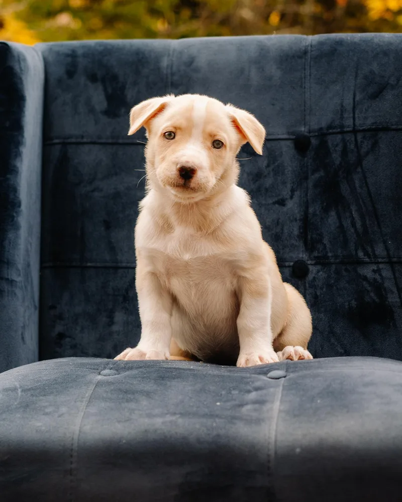 A baby large-sized female White / Cream Pit Bull Terrier dog named Aniu for adoption in Simsbury, CT
