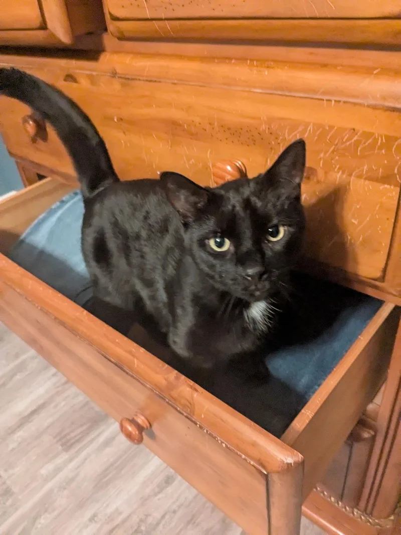 Franklin thumbnail 3